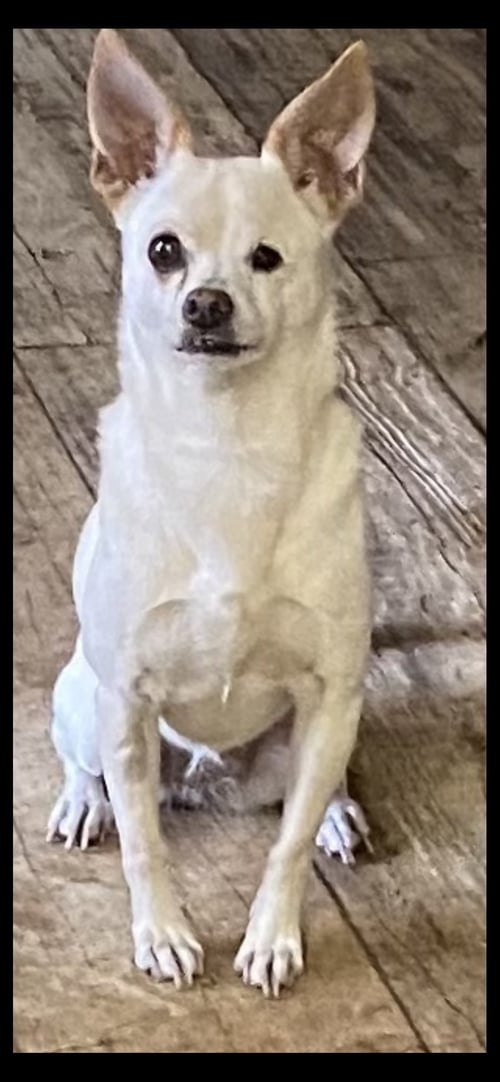 SUGAR PLUM - Chihuahua available for adoption