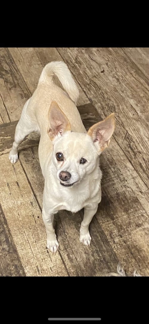 SUGAR PLUM - Chihuahua for adoption in Fort Lauderdale