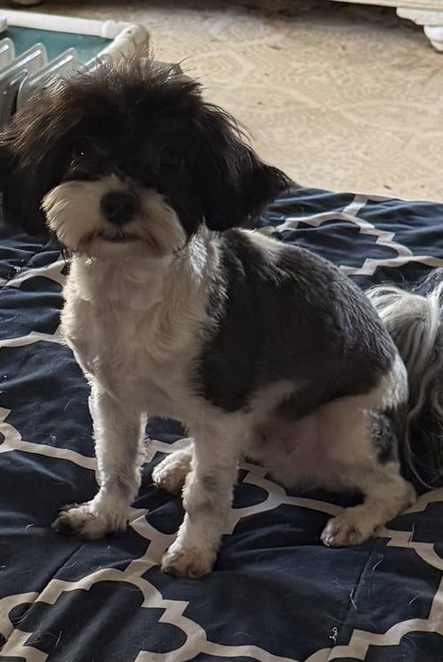 KIKI - Maltese / Poodle (Toy) for adoption in Fort Lauderdale