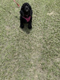 Princess - Photo 1