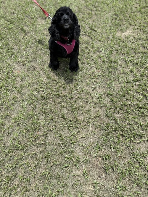 PRINCESS - Cocker Spaniel for adoption in Fort Lauderdale