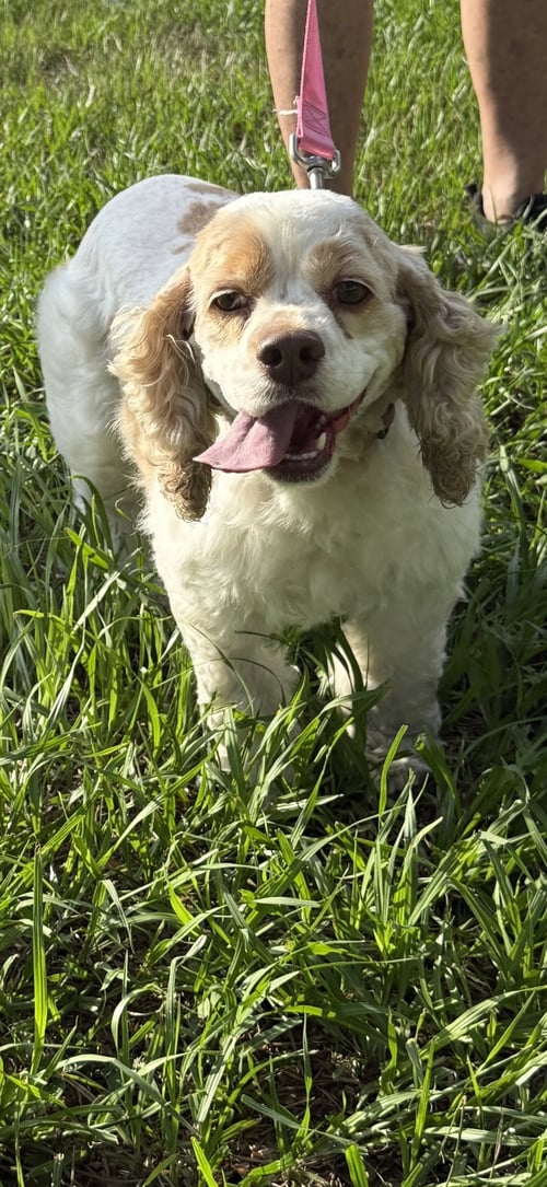 ELEVEN - Cocker Spaniel for adoption in Fort Lauderdale