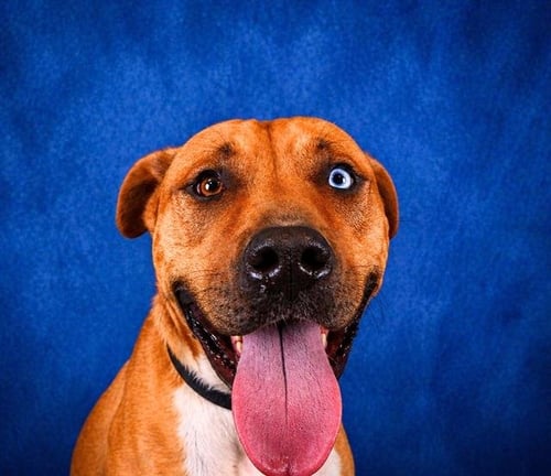 CHROM - Pit Bull Terrier available for adoption