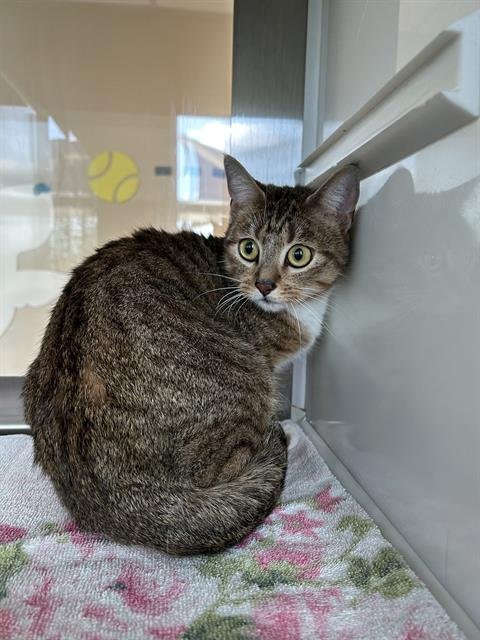 PUNCHY - Domestic Short Hair available for adoption