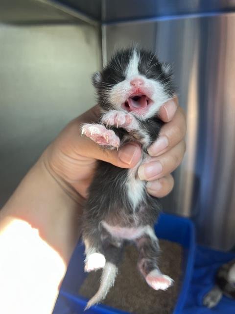 EGG ROLL - Domestic Short Hair available for adoption