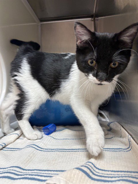 DEEDEE - Domestic Short Hair available for adoption
