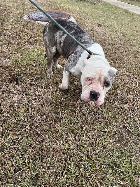 FOREST - Pit Bull Terrier available for adoption