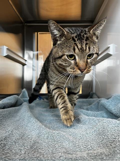 BOMBOLONE - Domestic Short Hair available for adoption