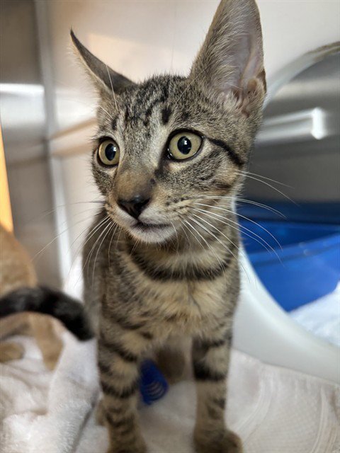 BOB - Domestic Short Hair available for adoption