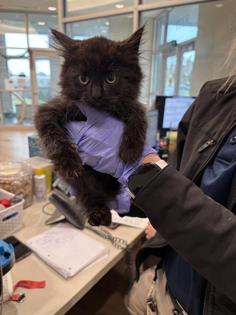 SIMBA - Domestic Short Hair available for adoption