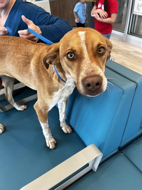 DAISY - Australian Cattle Dog/Blue Heeler available for adoption