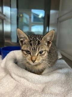 PUZZLE - Domestic Short Hair available for adoption