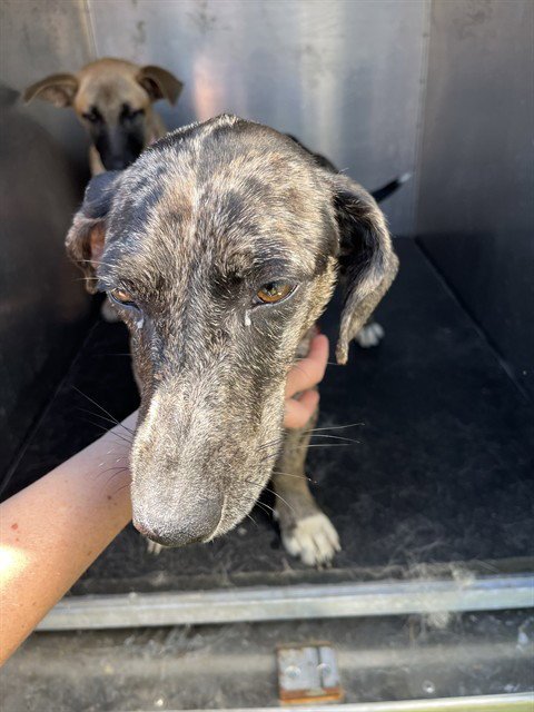 ZOEY - Dachshund available for adoption