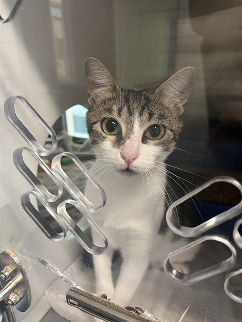MAUDE FLANDERS - Domestic Short Hair available for adoption