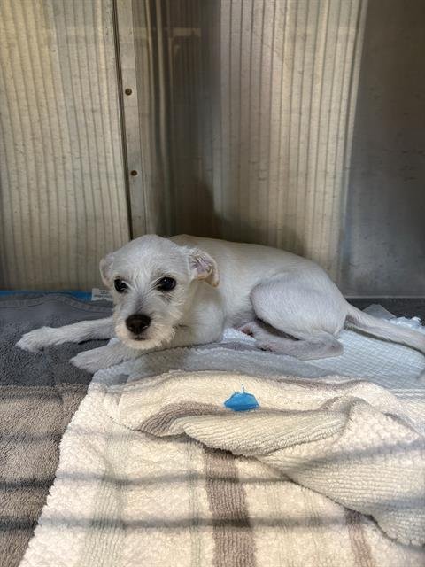 OATMEAL - Terrier available for adoption