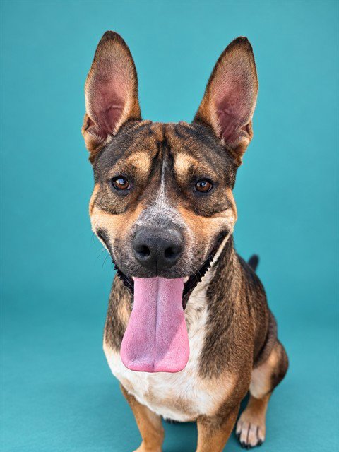 JAX - American Staffordshire Terrier available for adoption