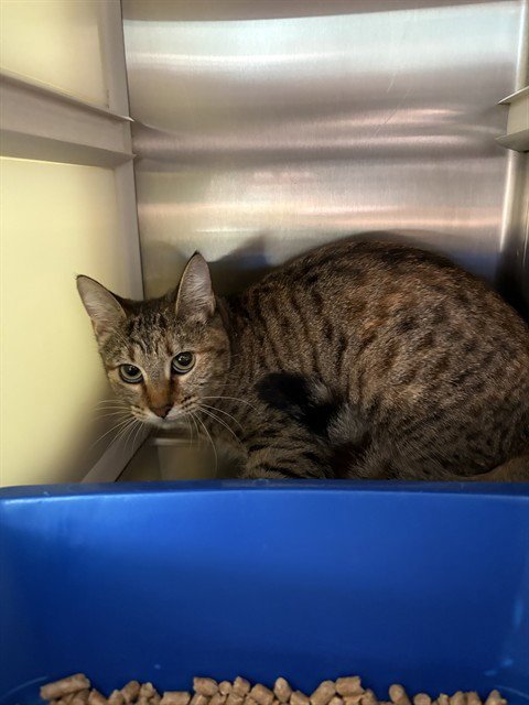 ROE - Domestic Short Hair available for adoption