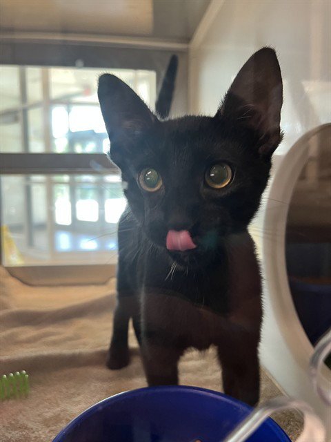 SHAMOO - Domestic Short Hair for adoption in Pearland