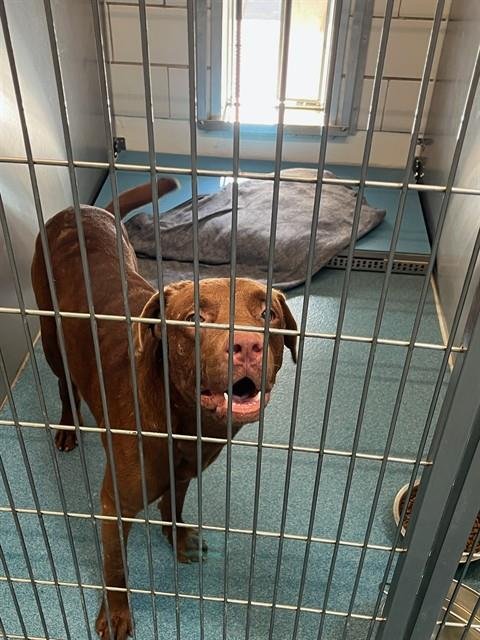 ASSEMBLY - Labrador Retriever available for adoption