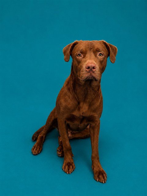ASSEMBLY - Labrador Retriever available for adoption