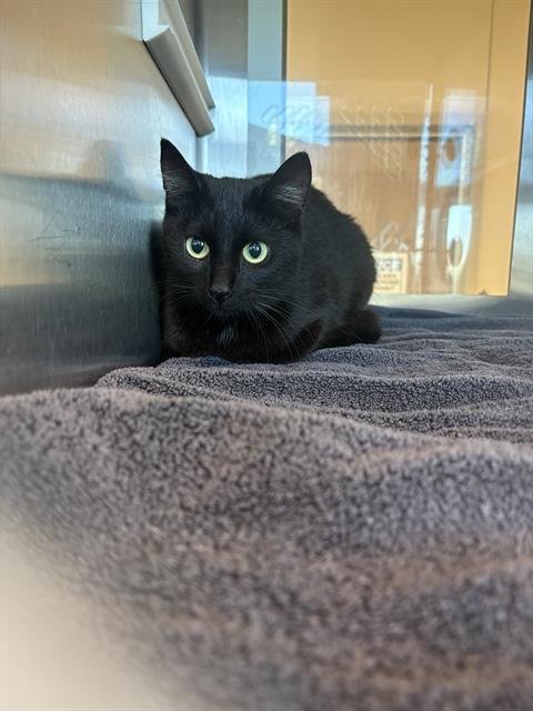 MORGAN - Domestic Short Hair available for adoption