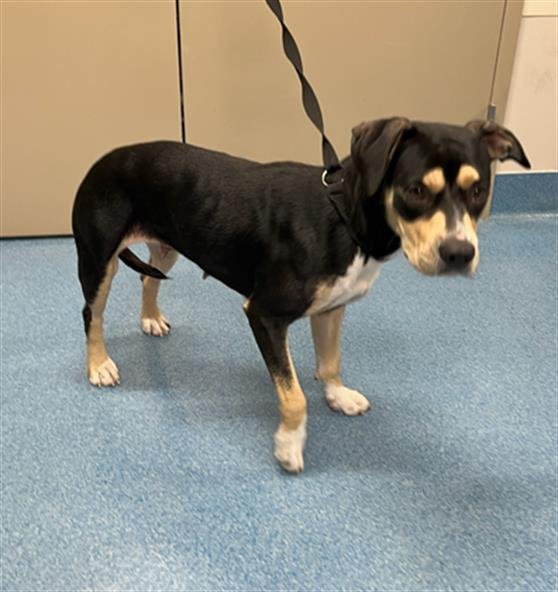 HASHBROWN - American Pit Bull Terrier available for adoption