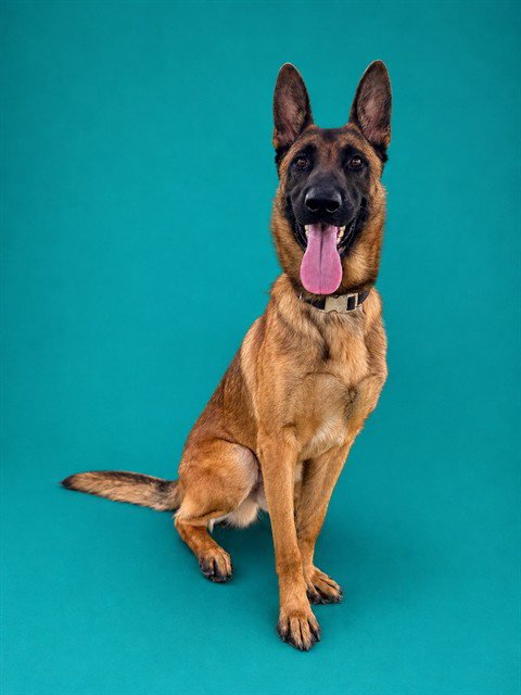 RAMON - Belgian Shepherd Malinois for adoption in Pearland