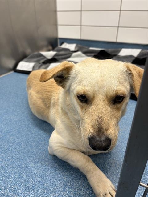 SID - Cardigan Welsh Corgi available for adoption