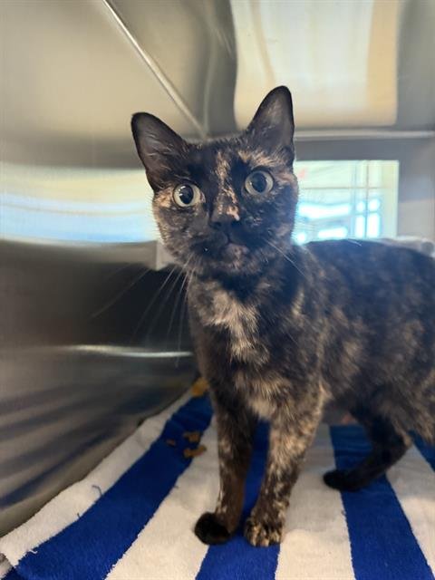 LUNA GIRL - Domestic Short Hair available for adoption