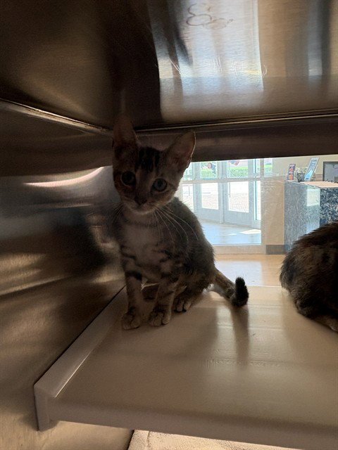 BRU - Domestic Short Hair available for adoption