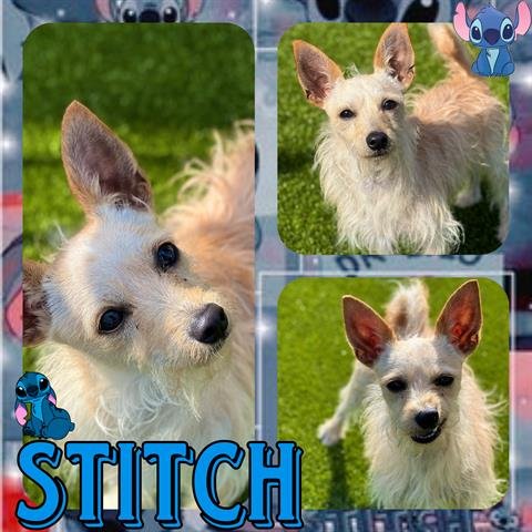 STITCH - Terrier available for adoption