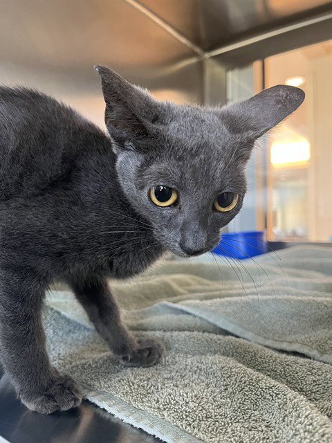 ASHLEY - Domestic Short Hair available for adoption