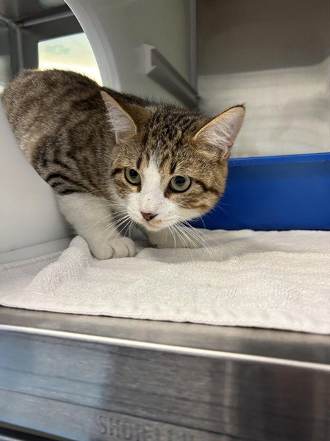 FINCH - Domestic Short Hair available for adoption