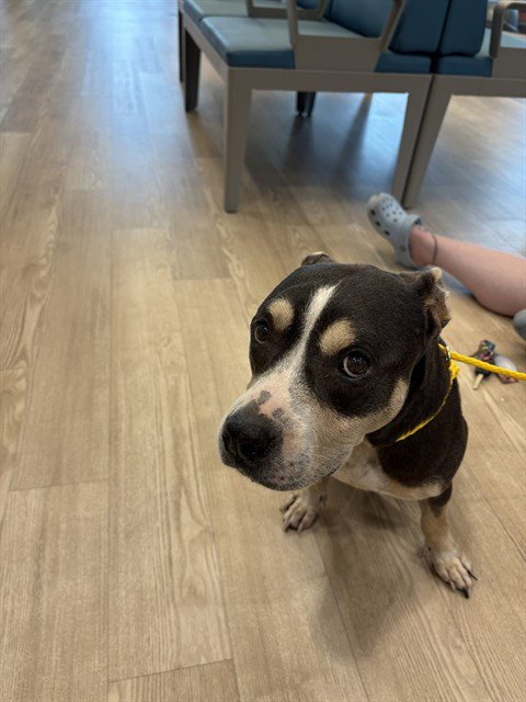PINTO BEAN - Pit Bull Terrier available for adoption