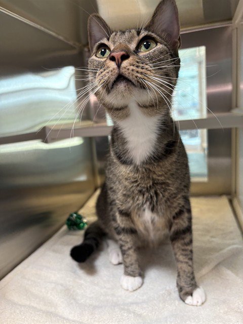 ASTRO - Domestic Short Hair available for adoption