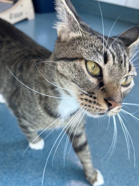 ASTRO - Domestic Short Hair available for adoption