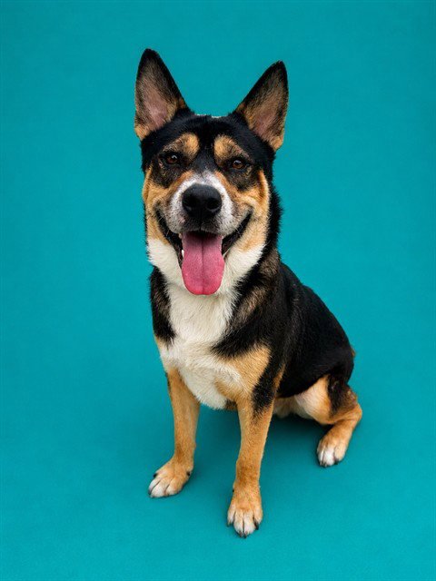 BO - Labrador Retriever available for adoption