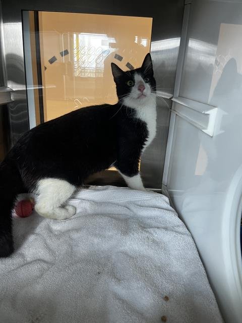 MILTON - Domestic Short Hair available for adoption