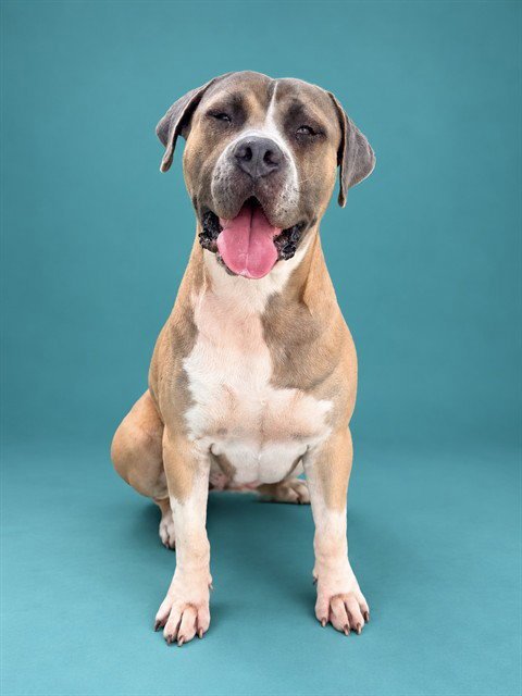 COUNT BARKULA - Mastiff available for adoption