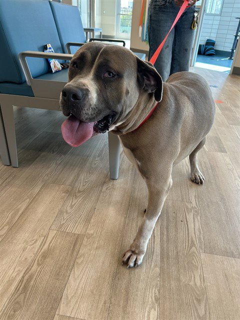 COUNT BARKULA - Mastiff available for adoption