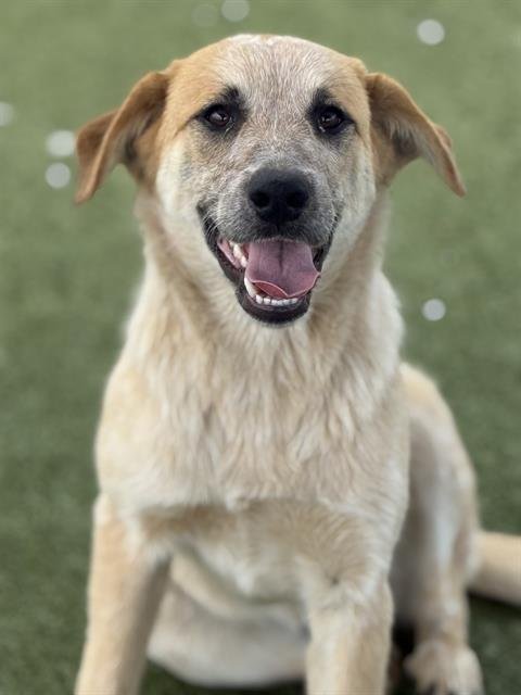 MILLIE - Australian Cattle Dog/Blue Heeler available for adoption