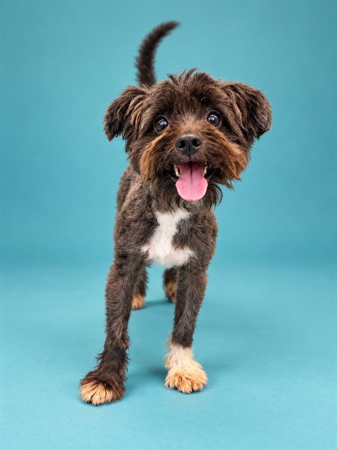 PEANUT - Maltese / Poodle (Miniature) available for adoption