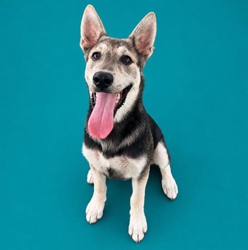 PEPPY - German Shepherd Dog available for adoption