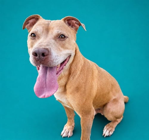 DINO - Pit Bull Terrier available for adoption