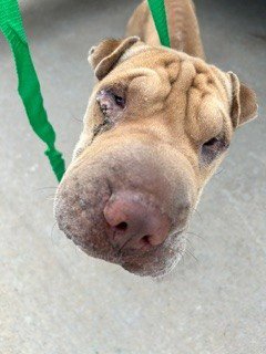 EDVARD - Chinese Shar-Pei available for adoption