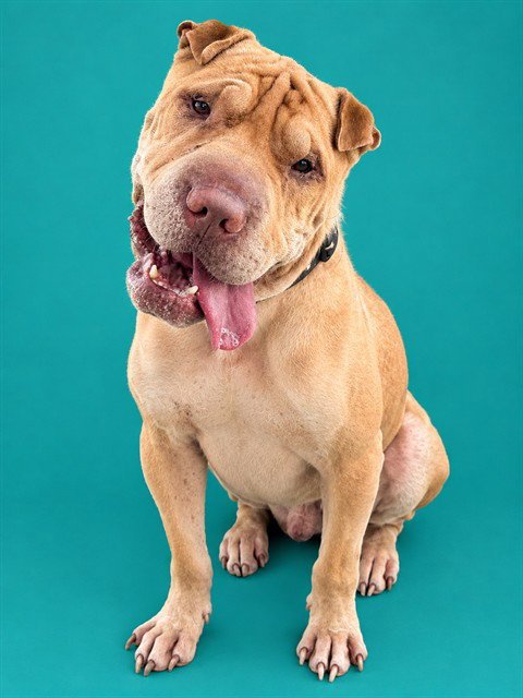 EDVARD - Chinese Shar-Pei available for adoption