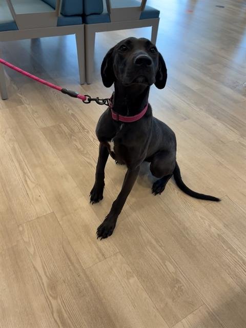MAXIME - Labrador Retriever available for adoption