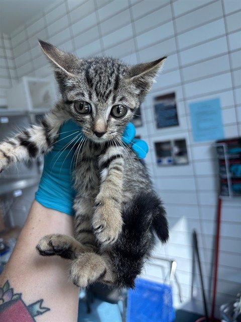BUGSY - Domestic Short Hair available for adoption