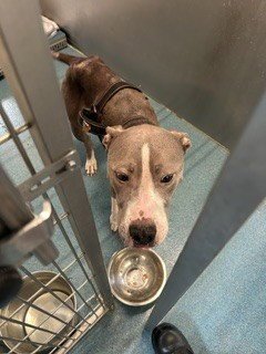 BIG GIRL - Pit Bull Terrier available for adoption
