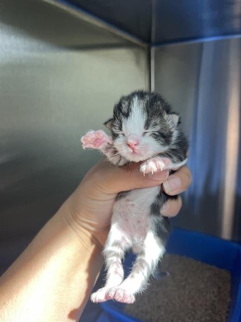 SPRING ROLL - Domestic Short Hair available for adoption